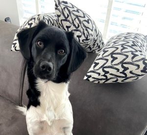Fenna hond SinneHart
